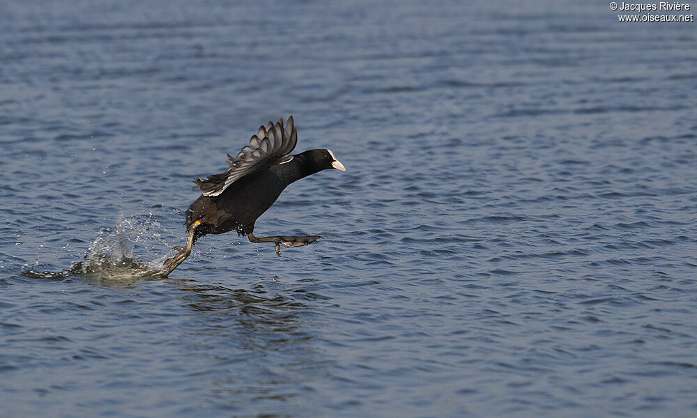 Eurasian Cootadult breeding