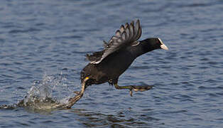 Eurasian Coot