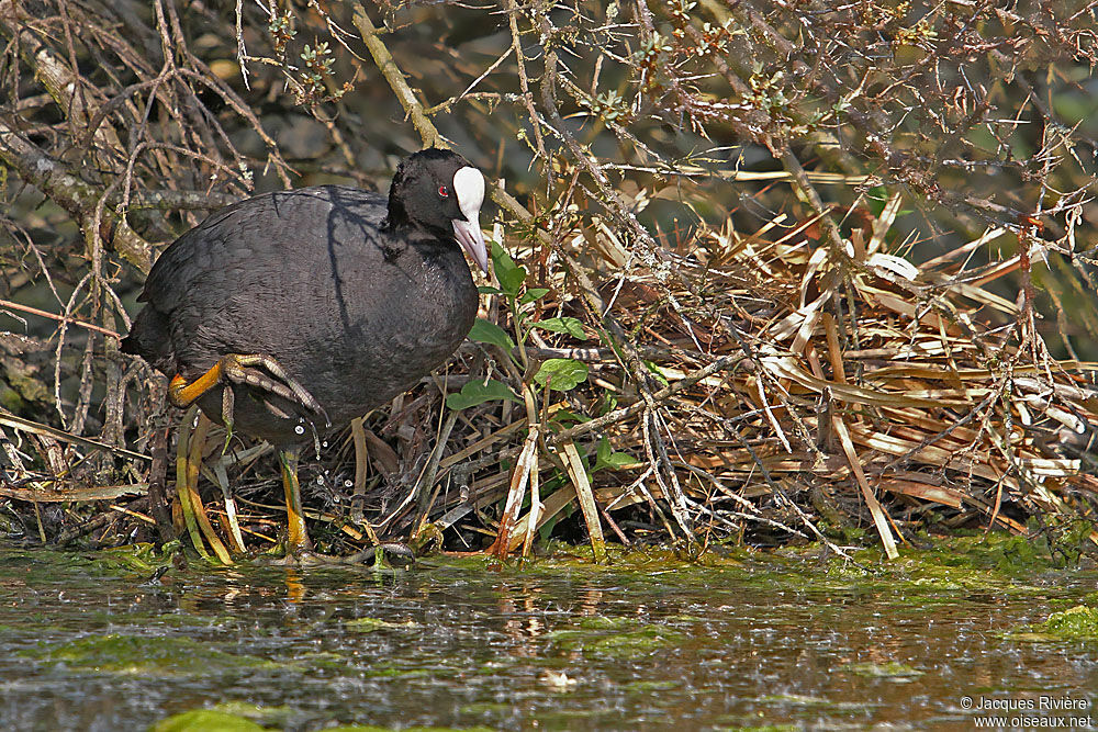 Eurasian Cootadult breeding