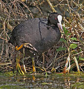 Eurasian Coot