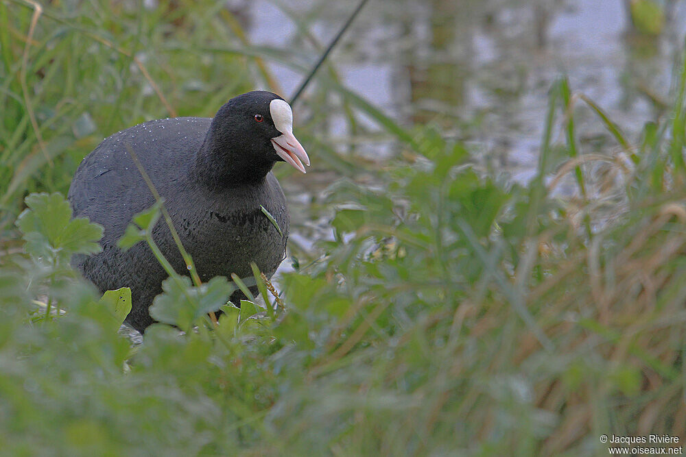 Foulque macrouleadulte nuptial