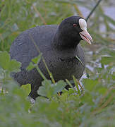 Foulque macroule