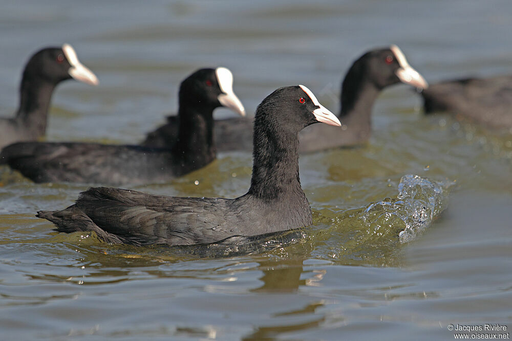 Eurasian Cootadult breeding