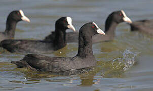 Eurasian Coot