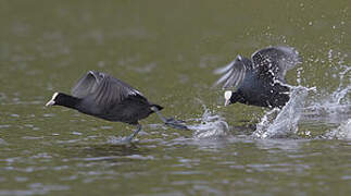 Eurasian Coot