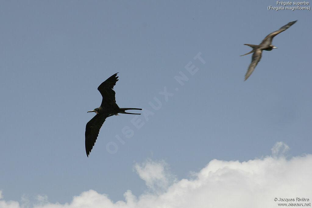 Magnificent Frigatebirdadult breeding, Flight