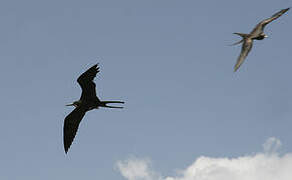 Magnificent Frigatebird