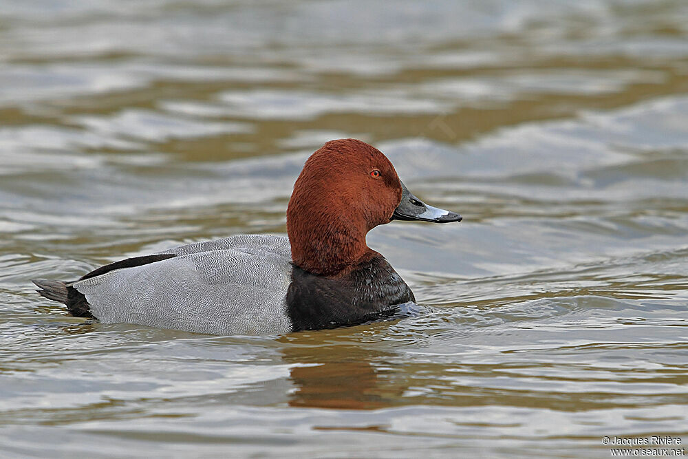 Common Pochard male adult breeding