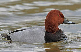 Common Pochard