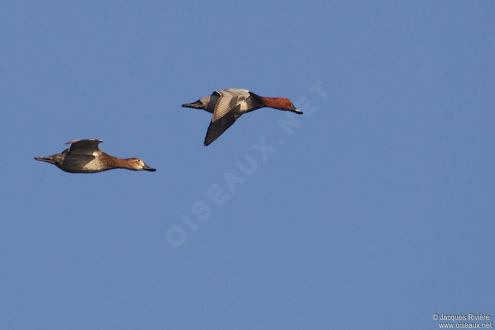 Common Pochard adult post breeding, Flight