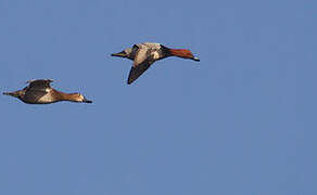 Common Pochard