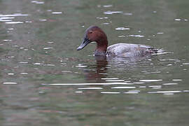 Common Pochard