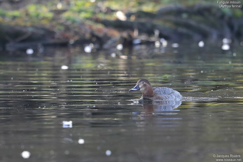 Common Pochard female adult breeding, swimming