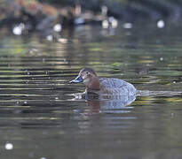 Common Pochard