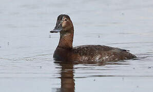 Common Pochard