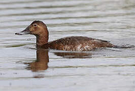 Common Pochard