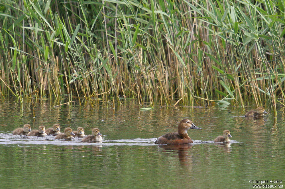 Common PochardFirst year, Reproduction-nesting