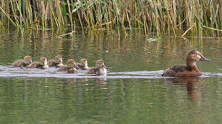 Common Pochard