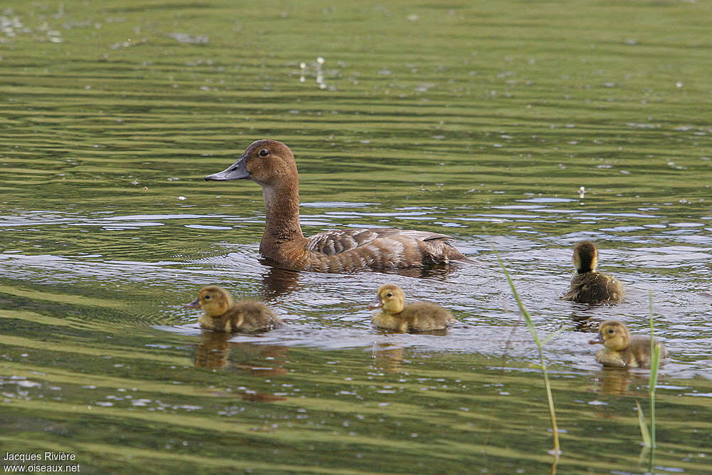 Common Pochard, Reproduction-nesting