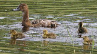 Common Pochard