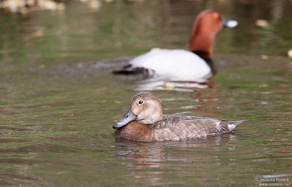 Common Pochard adult breeding