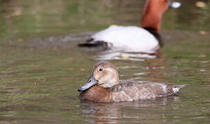 Common Pochard