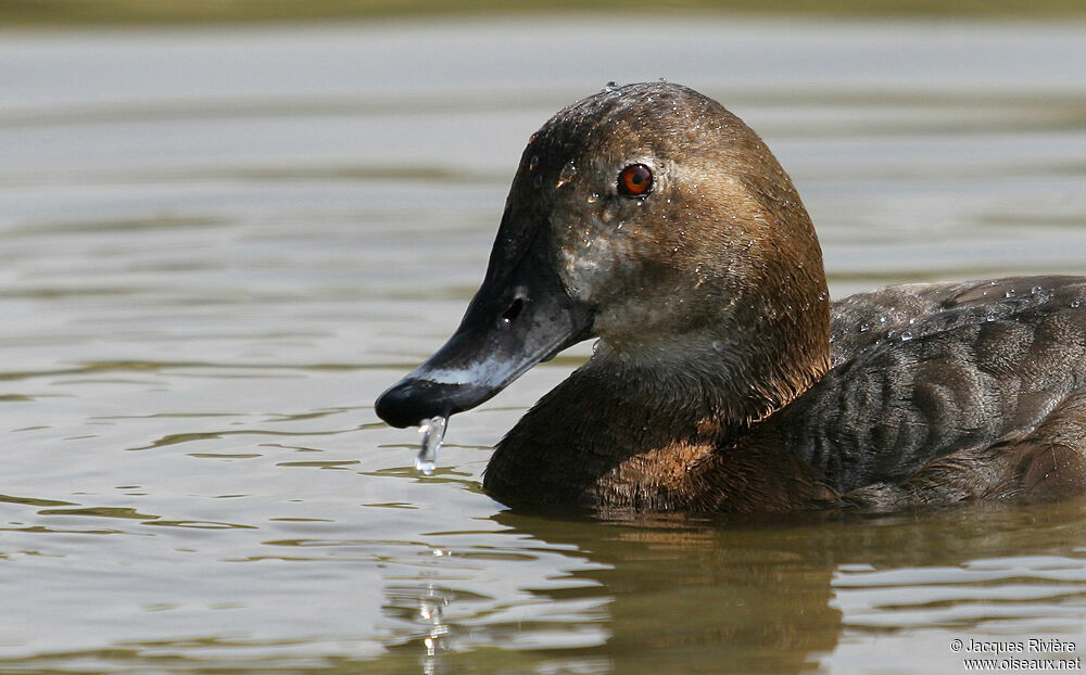 Common Pochard female adult breeding