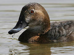 Common Pochard