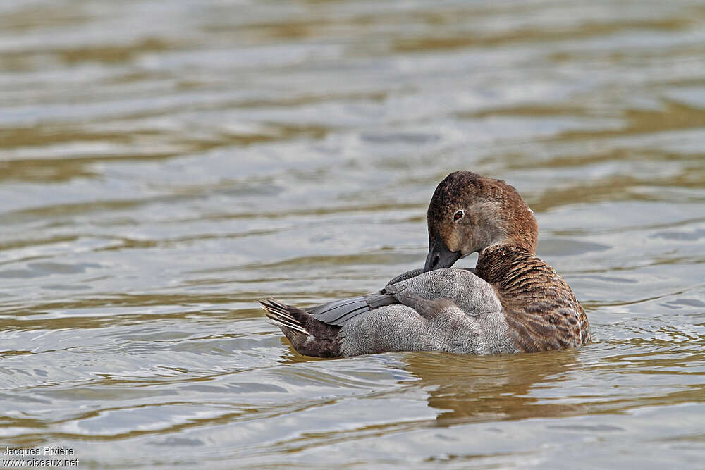 Common Pochard female adult breeding