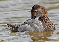 Common Pochard