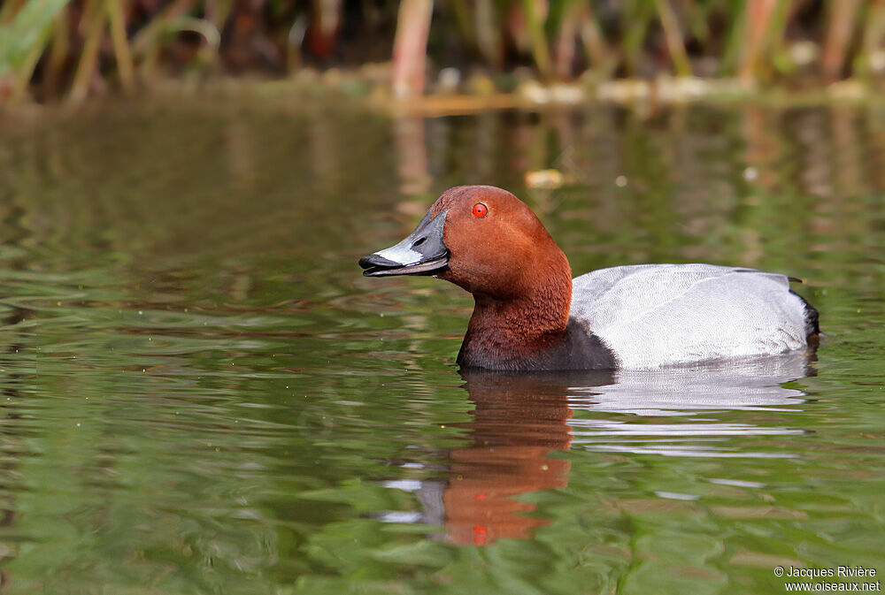 Common Pochard male adult breeding