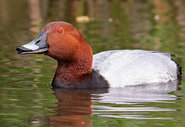 Common Pochard