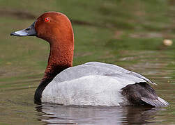 Common Pochard