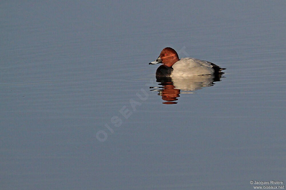 Common Pochard male adult post breeding