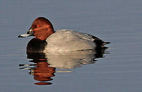 Common Pochard