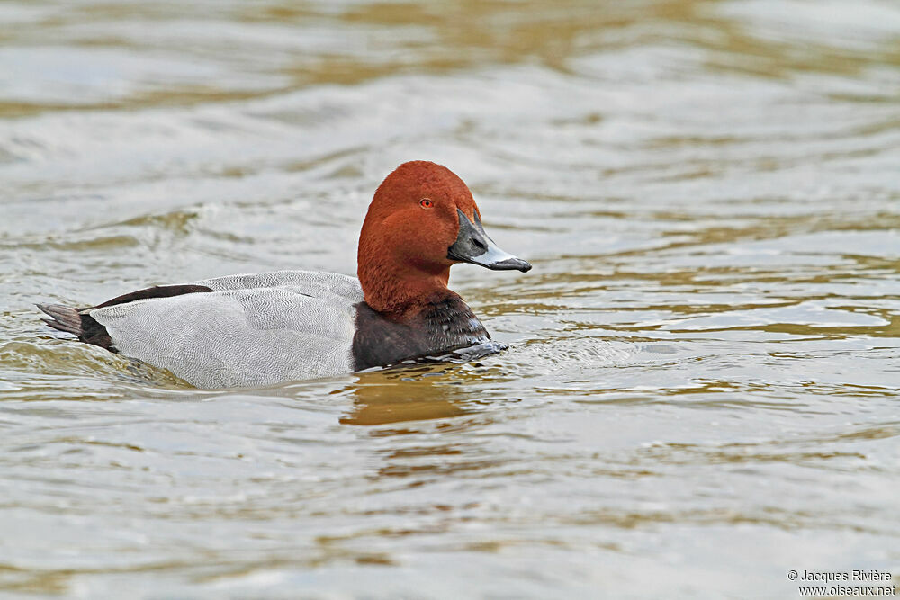 Common Pochard male adult breeding