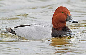 Common Pochard