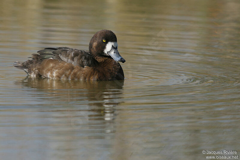 Greater Scaup female adult breeding