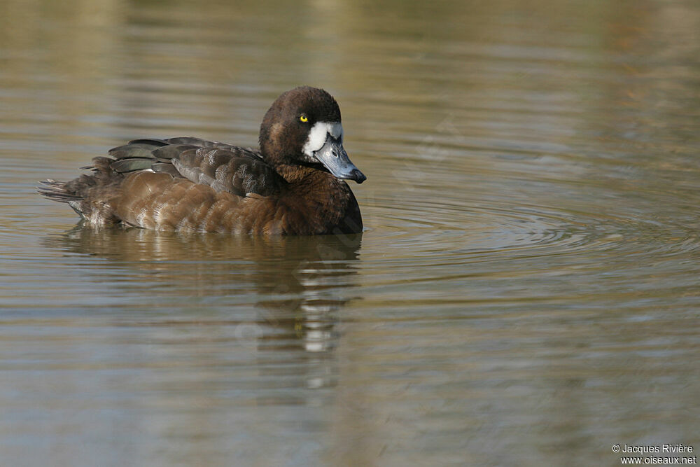 Greater Scaup female adult breeding