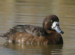 Greater Scaup