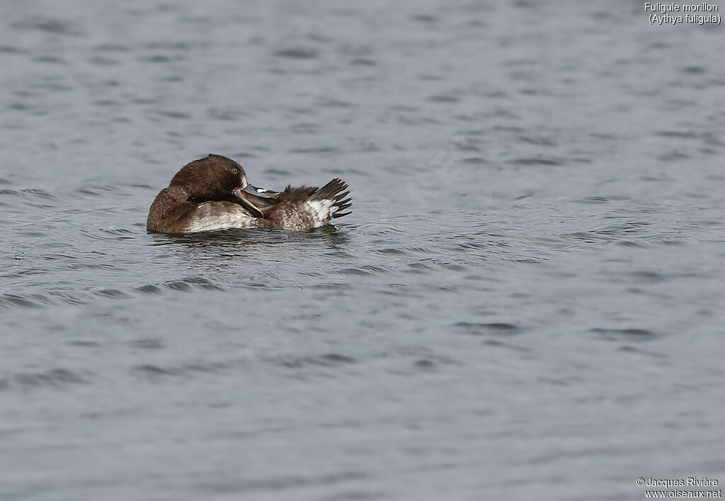 Tufted Duck female adult post breeding