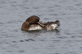 Tufted Duck