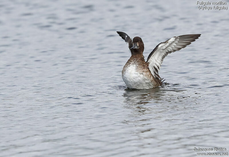 Tufted Duck female adult post breeding, swimming