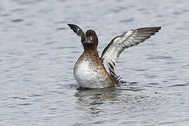 Tufted Duck