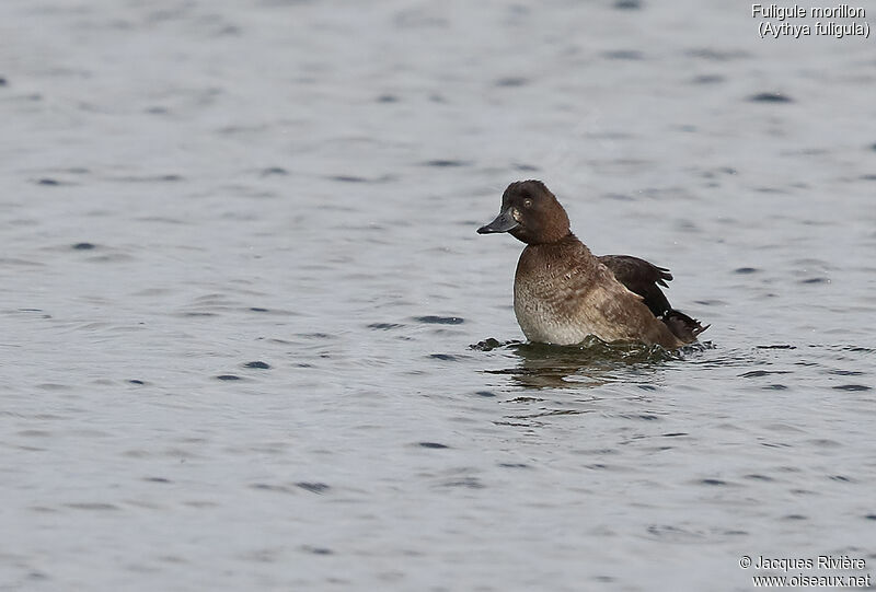 Tufted Duck female adult post breeding, identification, swimming