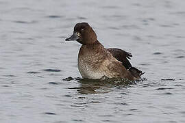 Tufted Duck