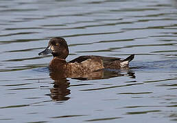 Tufted Duck