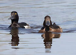 Tufted Duck