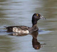 Tufted Duck