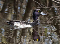 Tufted Duck